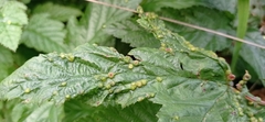 Dasineura ulmaria