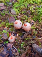 Calostoma ravenelii ravenelii