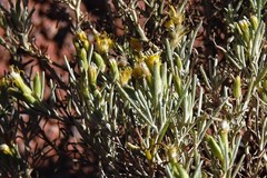 Senecio hualtaranensis
