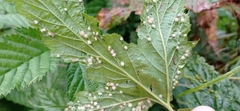 Dasineura ulmaria