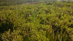 Baccharis pilularis pilularis