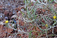 Senecio hualtaranensis