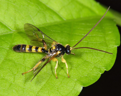 Colpotrochia trifasciata