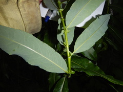 Salix udensis