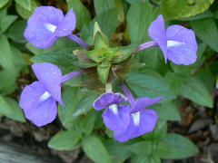 Achetaria azurea