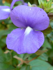 Achetaria azurea