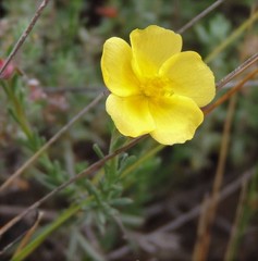 Fumana ericifolia