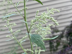Chenopodium album