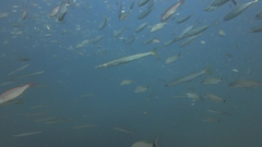 Sphyraena guachancho