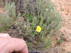 Fumana ericifolia