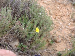 Fumana ericifolia