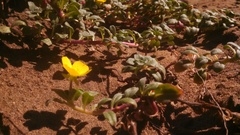 Camissoniopsis cheiranthifolia cheiranthifolia