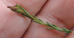 Fumana ericifolia