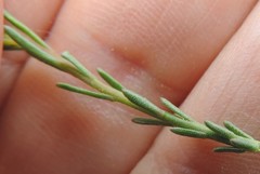 Fumana ericifolia