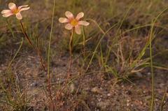 Moraea longistyla