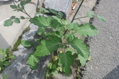 Solanum lycopersicum