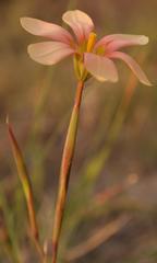 Moraea longistyla