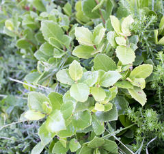 Maytenus procumbens
