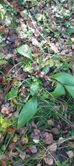 Plantago depressa