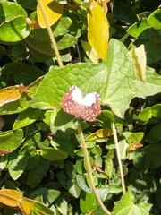 Ithomiola