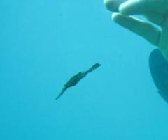 Solenostomus cyanopterus