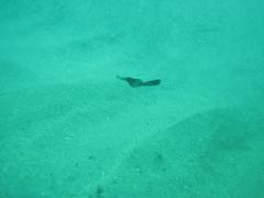 Solenostomus cyanopterus