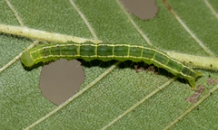 Hypena abalienalis