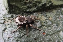 Brachycerus tauriculus