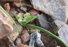 Lapeirousia pyramidalis pyramidalis