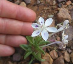 Lapeirousia pyramidalis pyramidalis