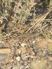 Aspidoscelis exsanguis