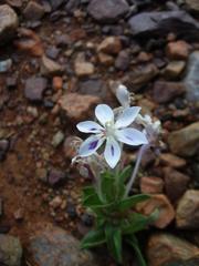 Lapeirousia pyramidalis pyramidalis