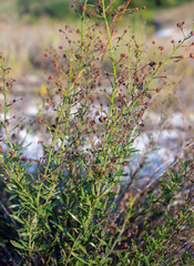 Scrophularia cretacea