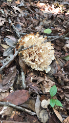 Sparassis spathulata