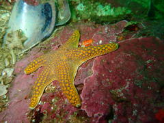 Callopatiria formosa