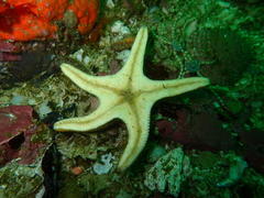 Callopatiria formosa