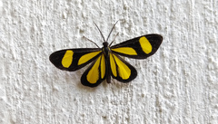 Cyllopoda claudicula