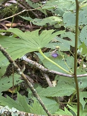 Aconitum uncinatum