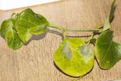 Cynanchum obtusifolium