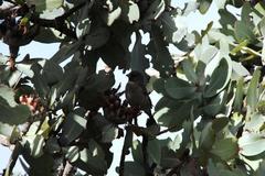 Crithagra leucoptera