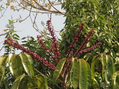 Heptapleurum actinophyllum