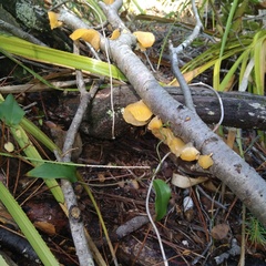 Aleurodiscus vitellinus