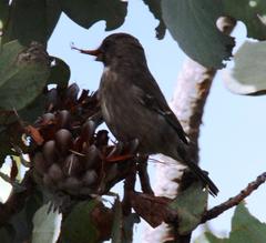 Crithagra leucoptera