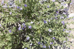 Jamesbrittenia fruticosa