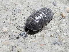 Armadillidium vulgare