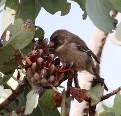 Crithagra leucoptera