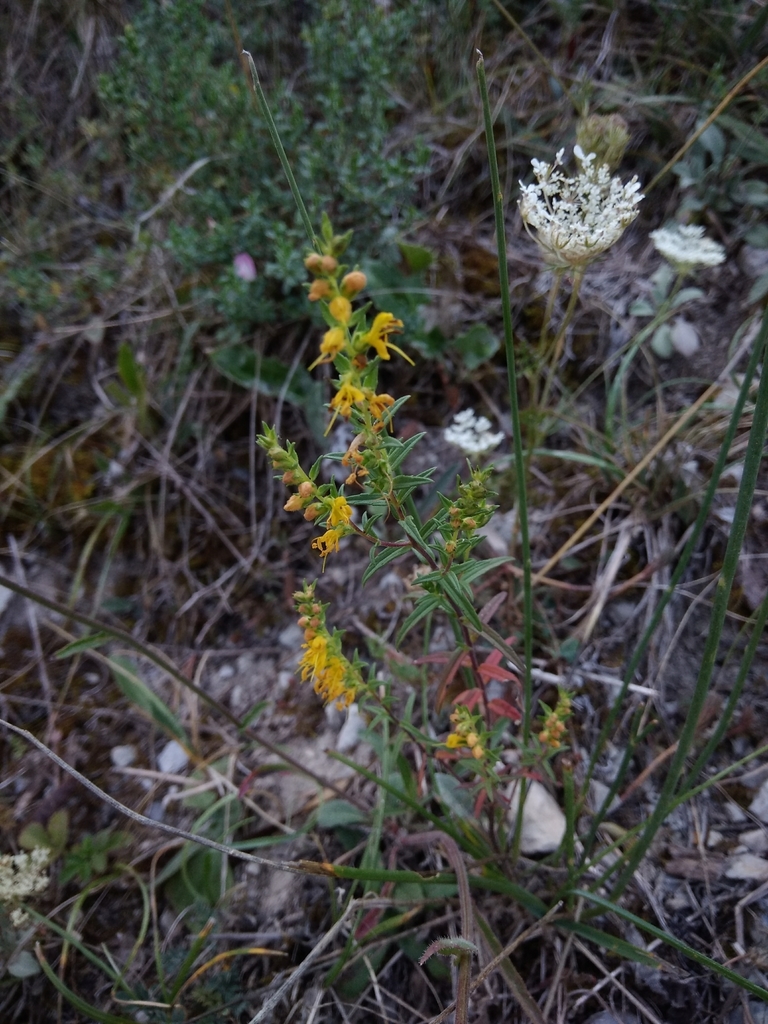 Odontites lanceolatus