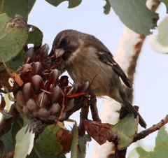Crithagra leucoptera