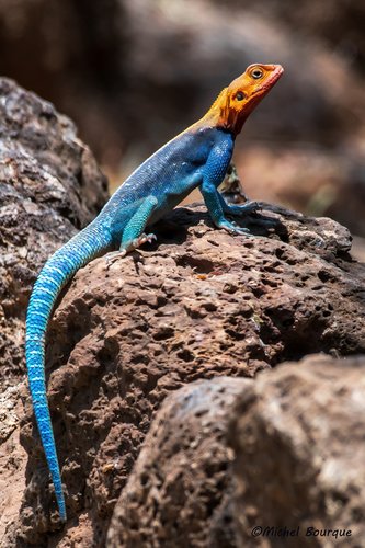 Kenyan Rock Agama - Photo (c) michelbourque, some rights reserved (CC BY-NC)