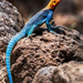 Agama Roquero de Kenia - Photo (c) michelbourque, algunos derechos reservados (CC BY-NC)